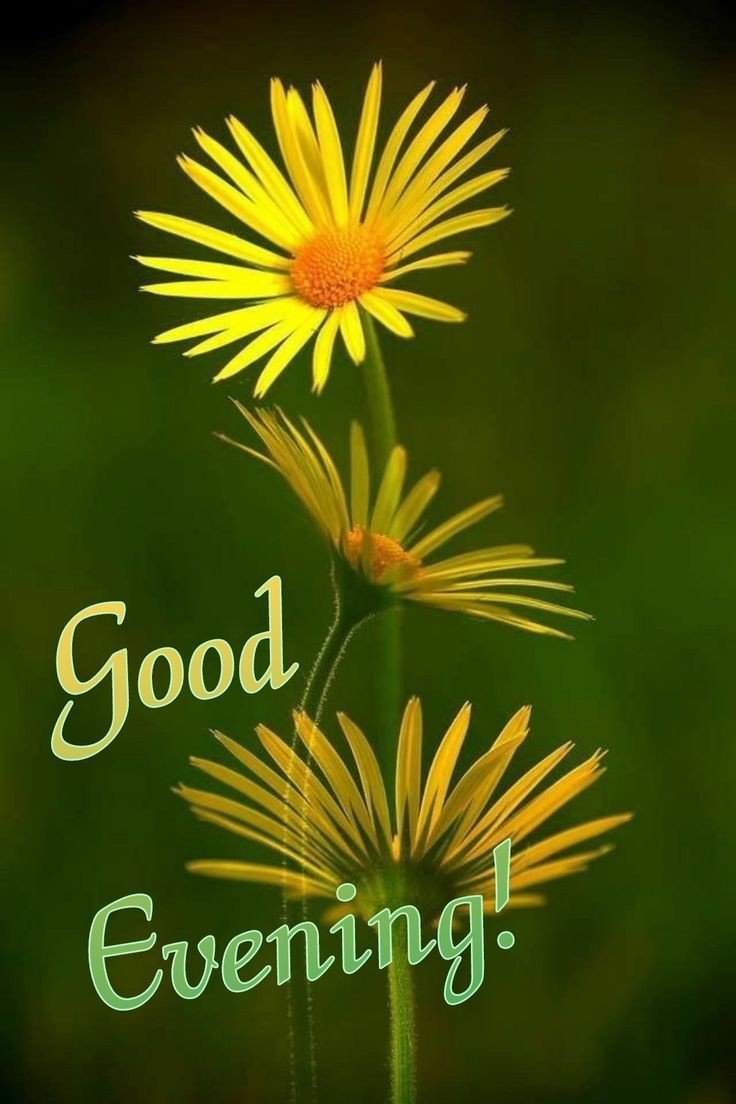 cute-have-a-good-evening-images cute-have-a-good-evening-images