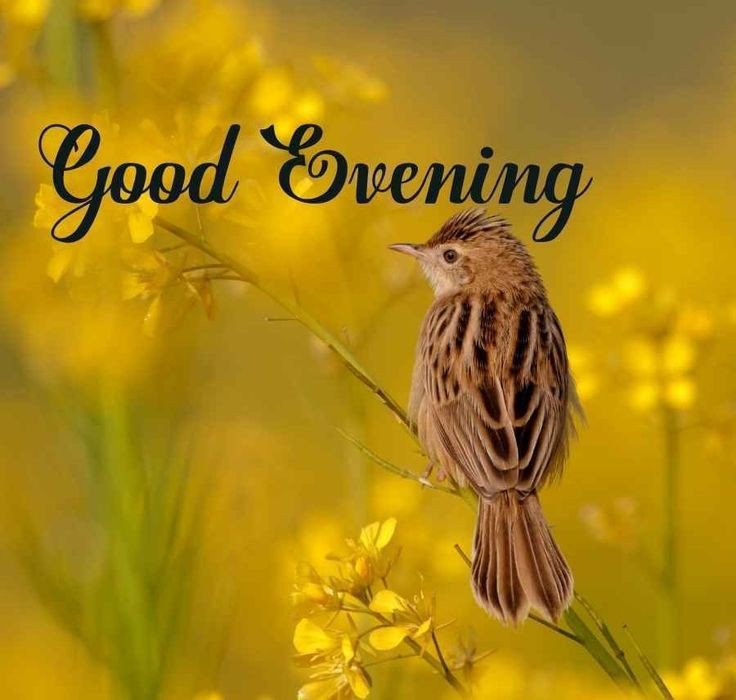 good-evening-darling-images good-evening-darling-images