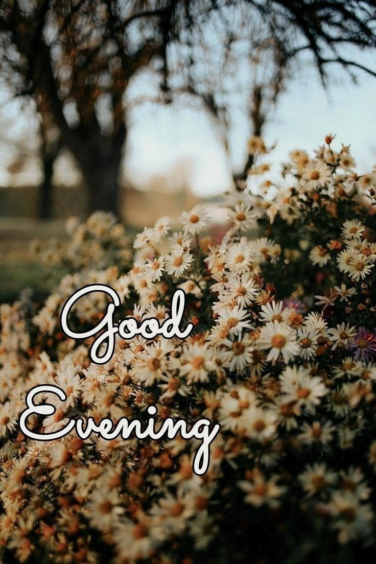 good-evening-images-cat good-evening-images-cat
