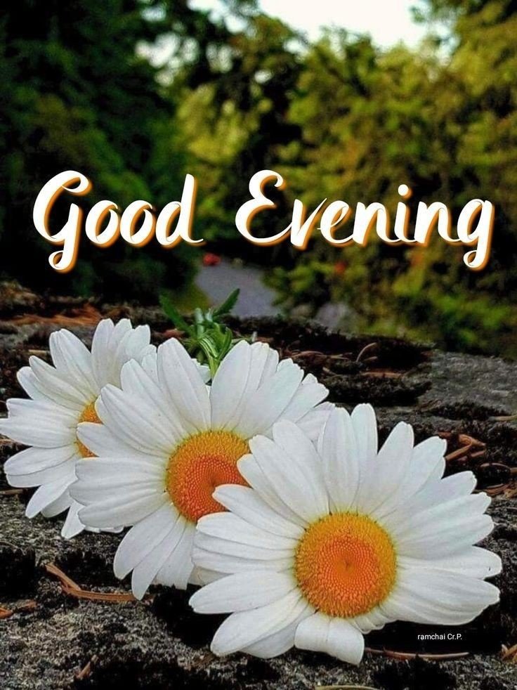 good-evening-images-for-whatsapp-download good-evening-images-for-whatsapp-download