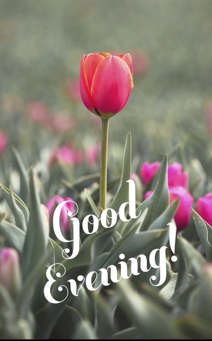 good-evening-quotes-and-images good-evening-quotes-and-images