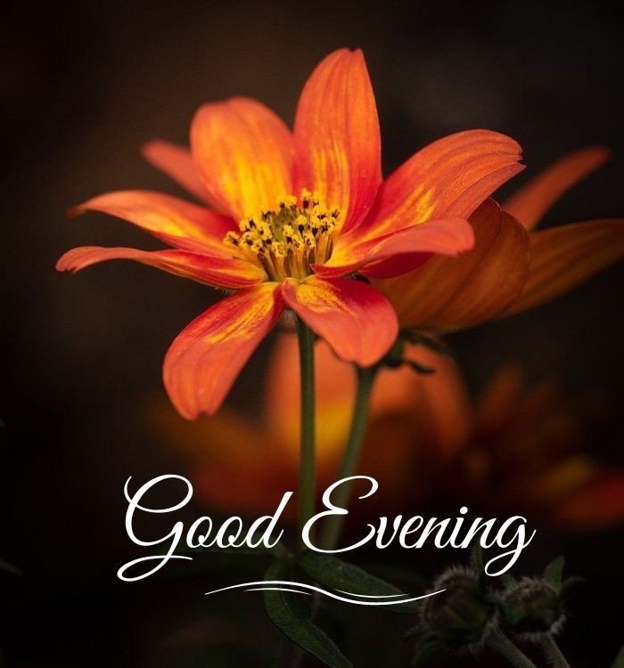 good-morning-images-download good-morning-images-download