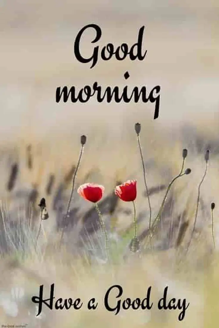 Wednesday-good-morning-images