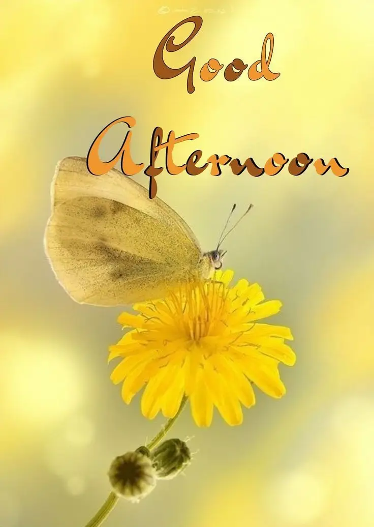 afternoon-pics afternoon-pics