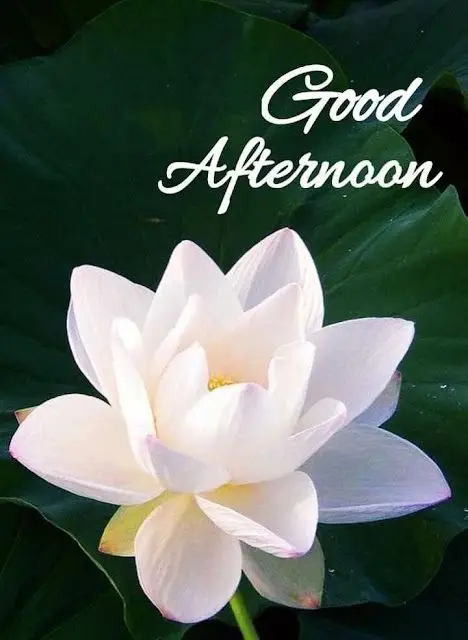 beautiful-good-afternoon-gif beautiful-good-afternoon-gif