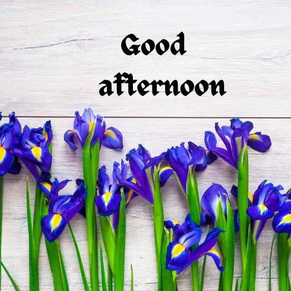 beautiful-good-afternoon-photo beautiful-good-afternoon-photo