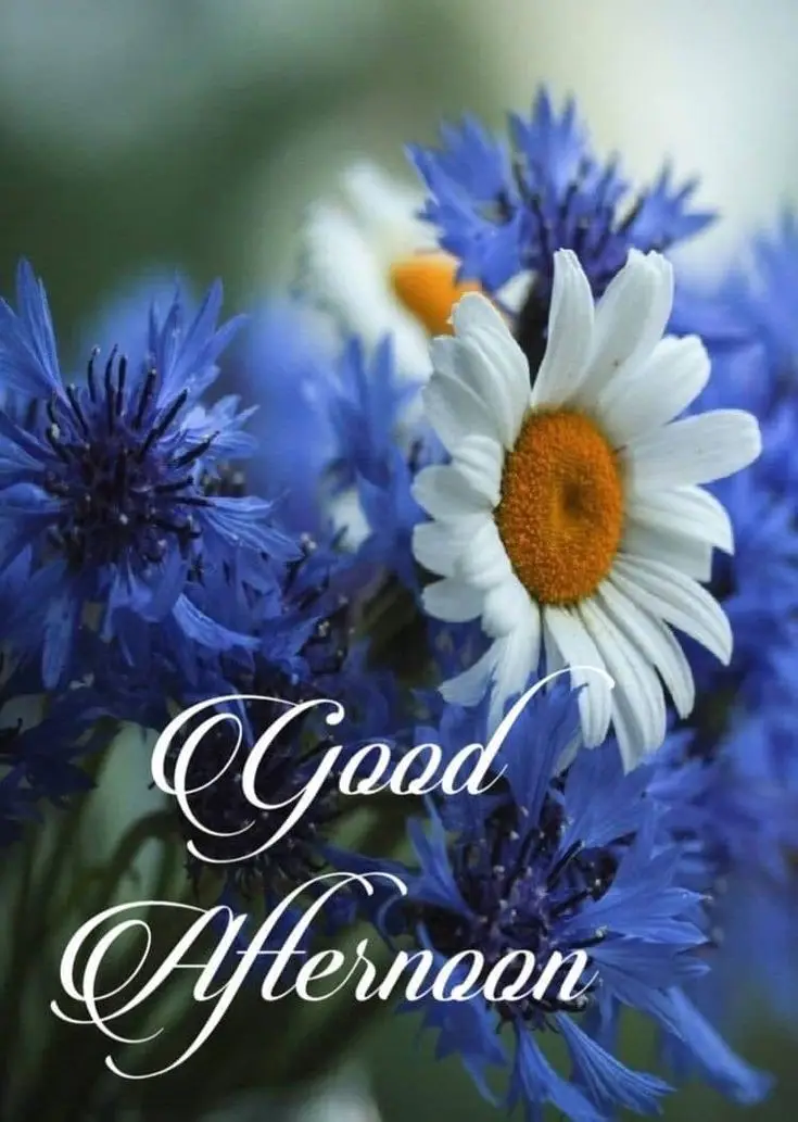 beautiful-good-afternoon beautiful-good-afternoon