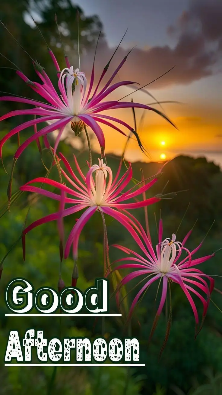 good-afternoon-images-african-american good-afternoon-images-african-american