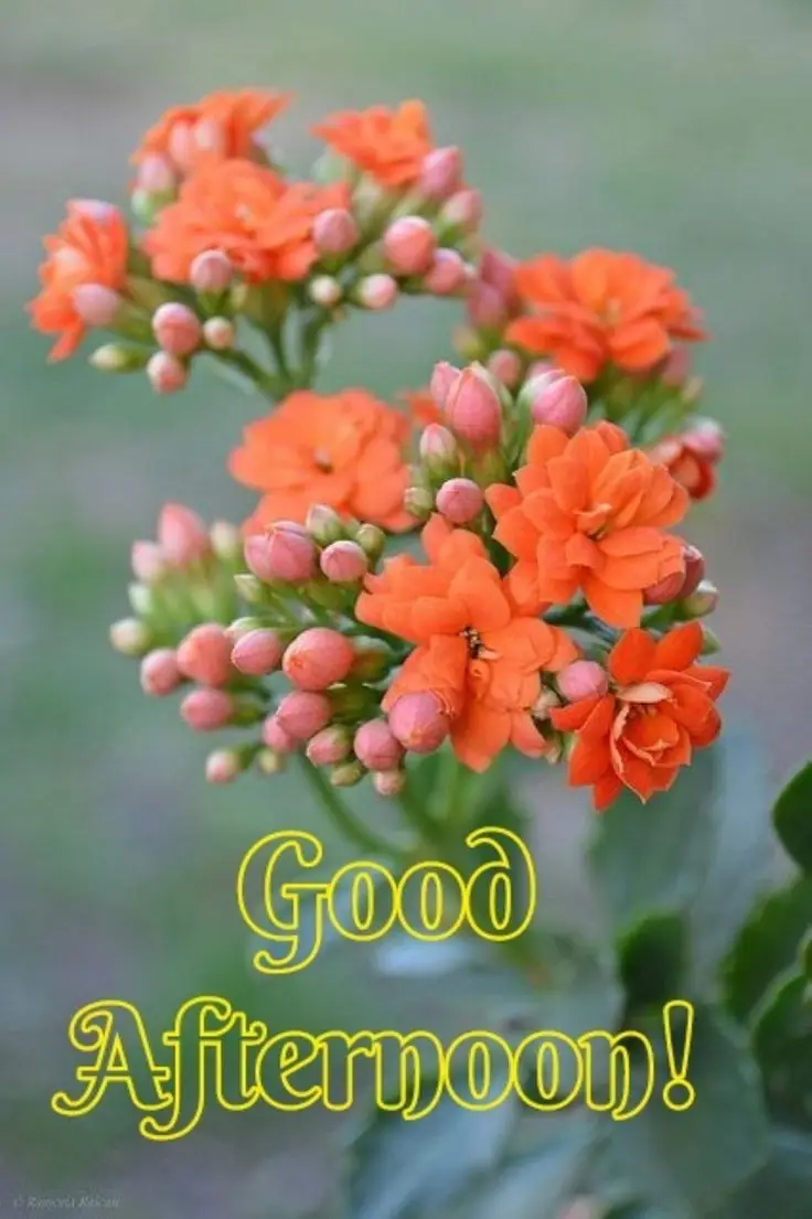 good-afternoon-images-african-american good-afternoon-images-african-american