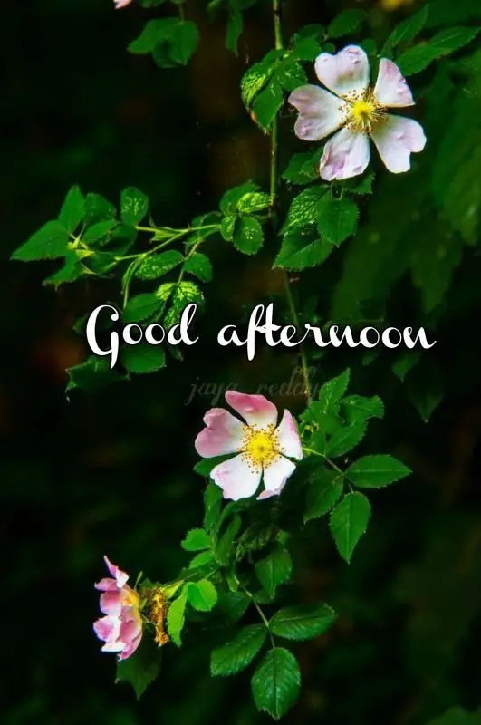 good-afternoon-images-bengali good-afternoon-images-bengali