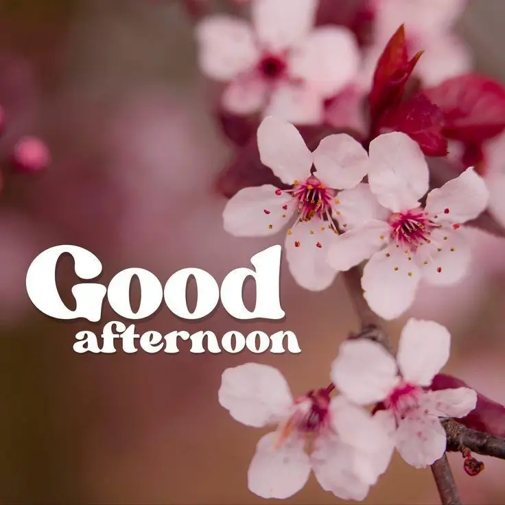 good-afternoon-images-birds good-afternoon-images-birds