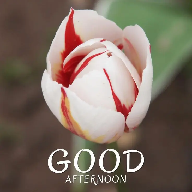 good-afternoon-images-black good-afternoon-images-black