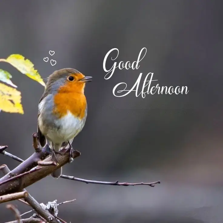 good-afternoon-photo-download good-afternoon-photo-download