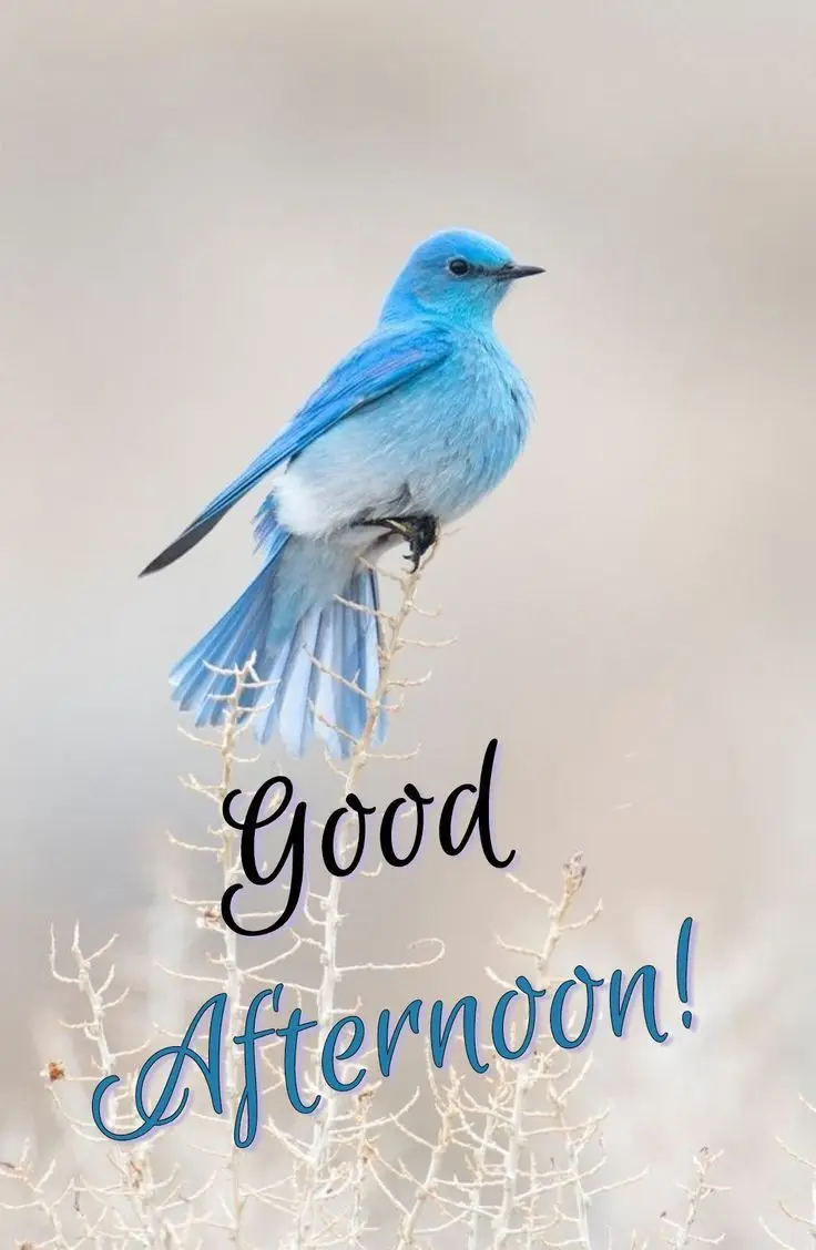 good-afternoon-photo-with-quotes good-afternoon-photo-with-quotes