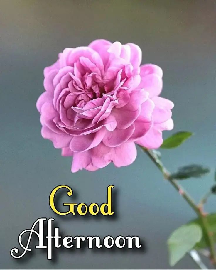 good-afternoon-pic-cute good-afternoon-pic-cute