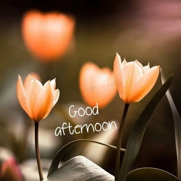 good-afternoon-picture-messages good-afternoon-picture-messages