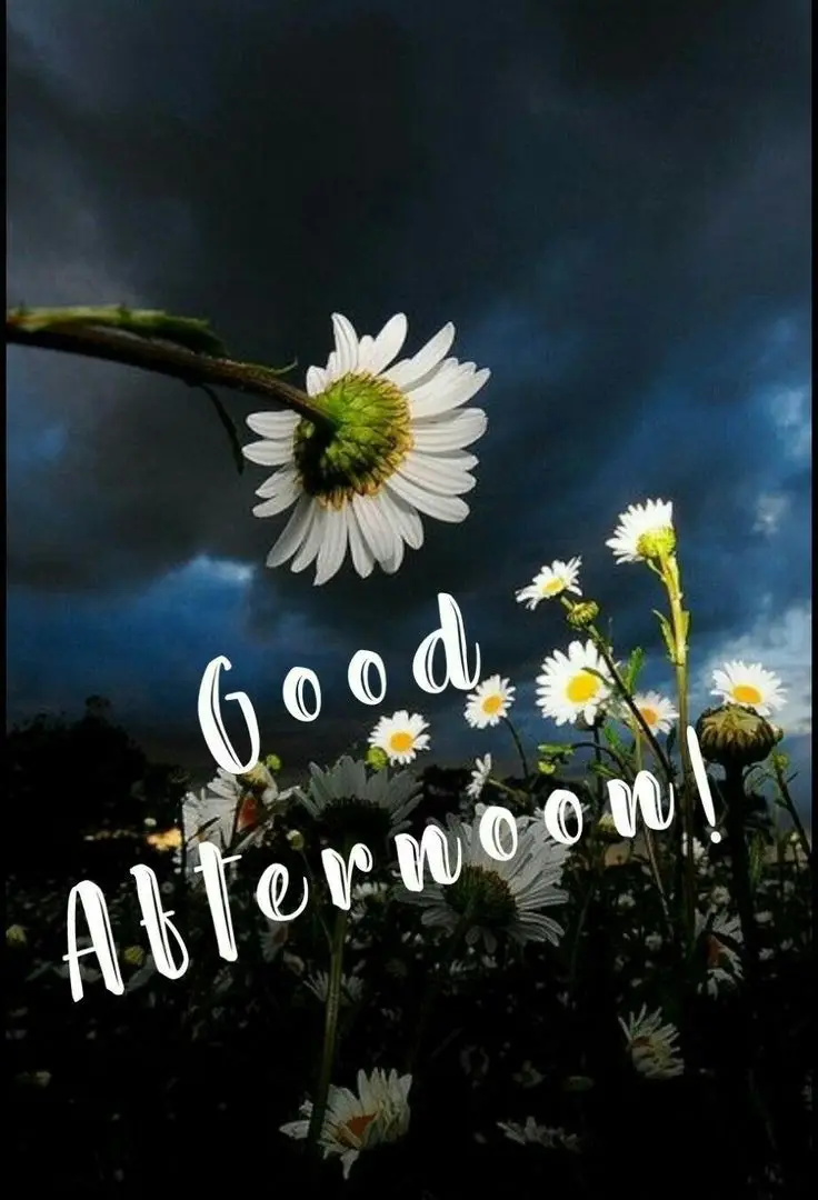 good-afternoon-pictures-funny good-afternoon-pictures-funny
