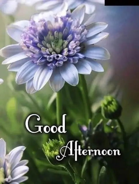good-afternoon-pictures good-afternoon-pictures