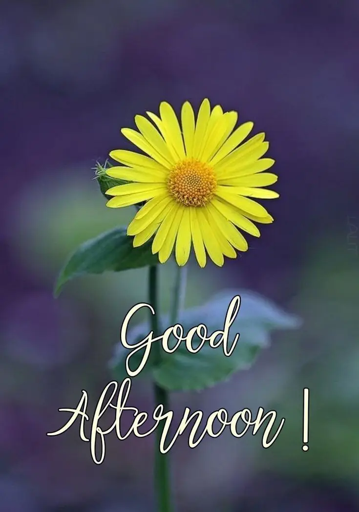 happy-sunday-good-afternoon-pic happy-sunday-good-afternoon-pic