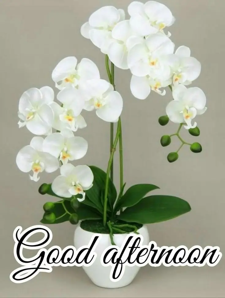 pictures-good-afternoon pictures-good-afternoon