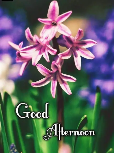 pictures-good-afternoon pictures-good-afternoon